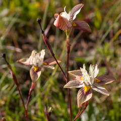Moraea gawleri
