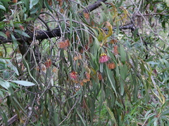 Amyema pendula pendula