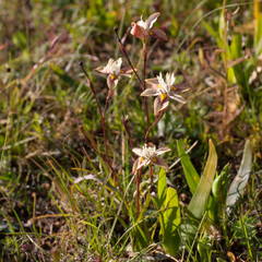 Moraea gawleri