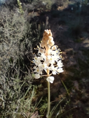 Bulbinella cauda-felis