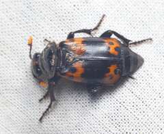 Nicrophorus nepalensis