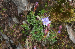 Gentiana arisanensis