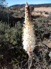 Bulbinella cauda-felis