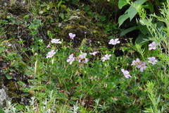 Geranium hayatanum