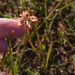 Moraea papilionacea
