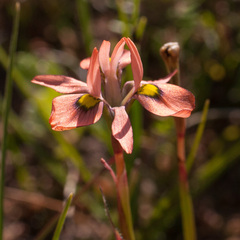 Moraea papilionacea