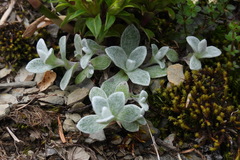 Anaphalis nepalensis