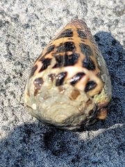 Conus ebraeus