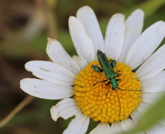 Oedemera nobilis