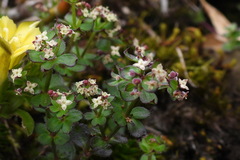 Galium formosense