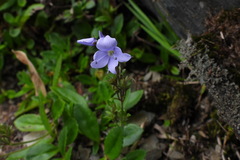 Veronica morrisonicola
