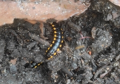 Asiomorpha coarctata