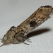 Black-blotched Schizura Moth - Photo (c) Larry Clarfeld, some rights reserved (CC BY-NC), uploaded by Larry Clarfeld