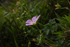 Geranium hayatanum