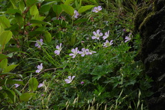 Geranium hayatanum