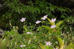 Geranium hayatanum