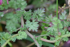 Fumaria bastardii
