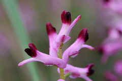 Fumaria bastardii