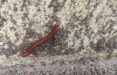 Trigoniulus corallinus