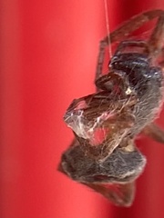 Falconina gracilis