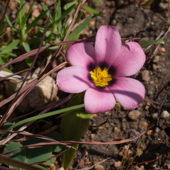 Moraea versicolor