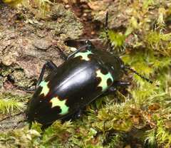 Episcapha flavofasciata