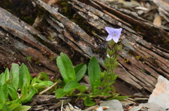 Veronica morrisonicola