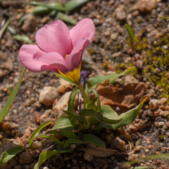 Moraea versicolor