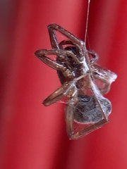 Falconina gracilis