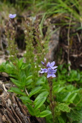 Veronica morrisonicola