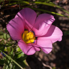 Moraea versicolor