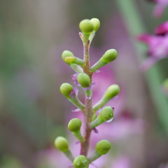 Fumaria bastardii