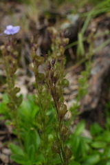 Veronica morrisonicola