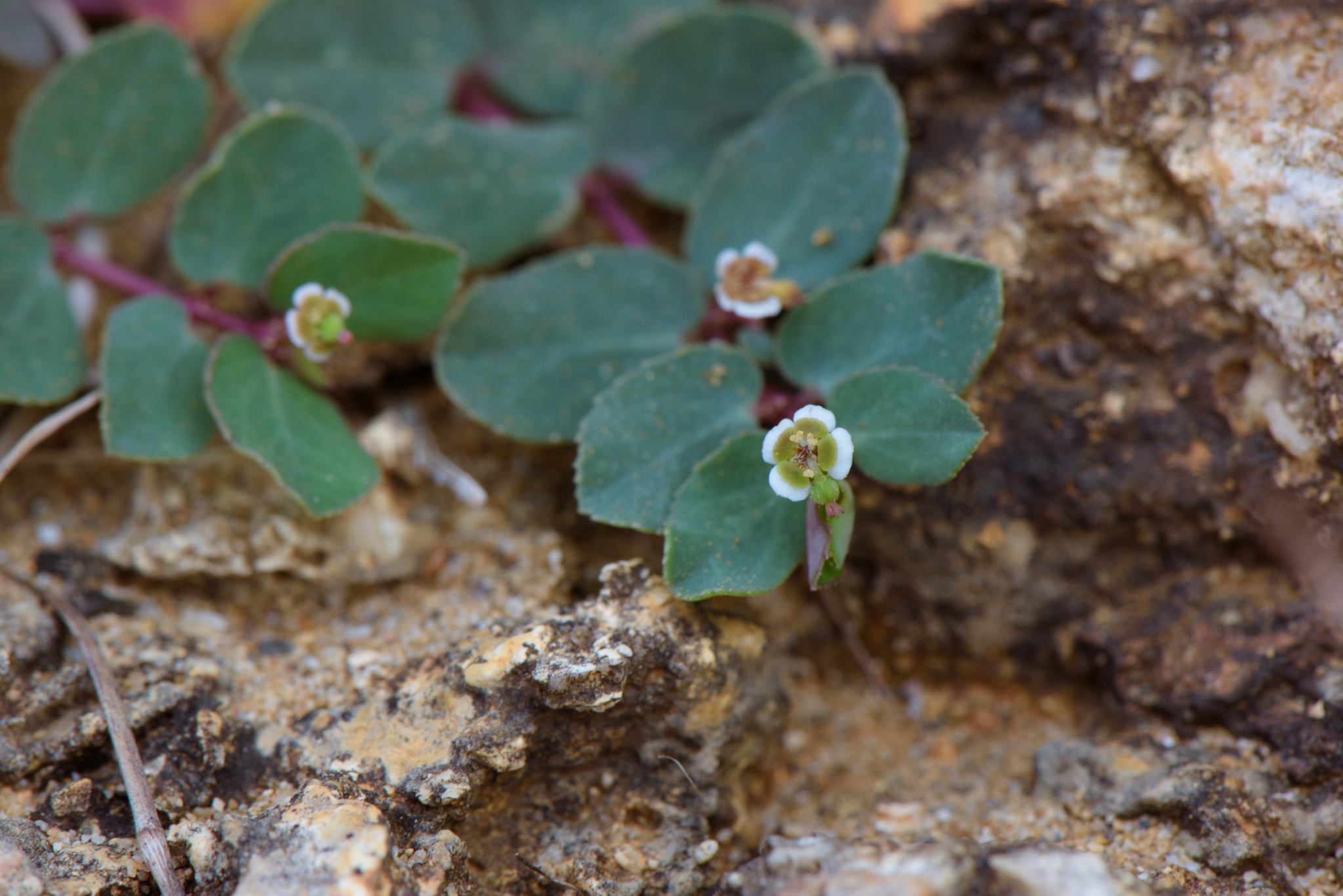 Euphorbia garanbiensis