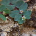 Euphorbia garanbiensis - Photo (c) Cheng-Tao Lin, osa oikeuksista pidätetään (CC BY), lähettänyt Cheng-Tao Lin