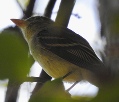 Empidonax difficilis