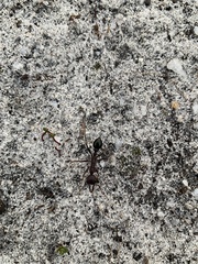 Myrmecia pyriformis