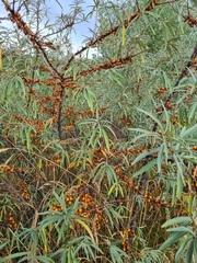 Monilia altaica