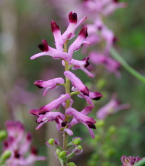 Fumaria bastardii
