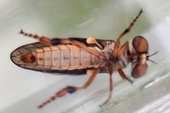 Holcocephala
