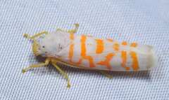 Cicadellinae
