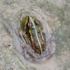 Pelophylax