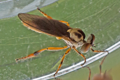 Holcocephala