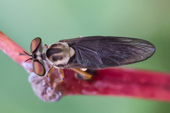 Holcocephala