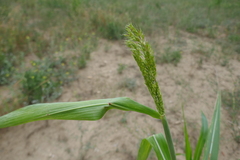 Sorghum bicolor