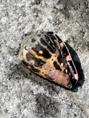 Conus ebraeus