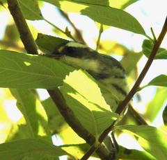 Setophaga nigrescens