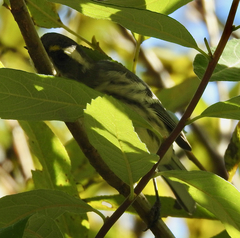 Setophaga nigrescens