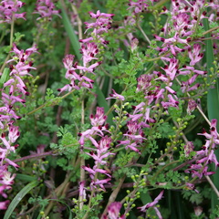 Fumaria bastardii