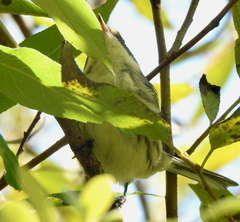 Setophaga nigrescens